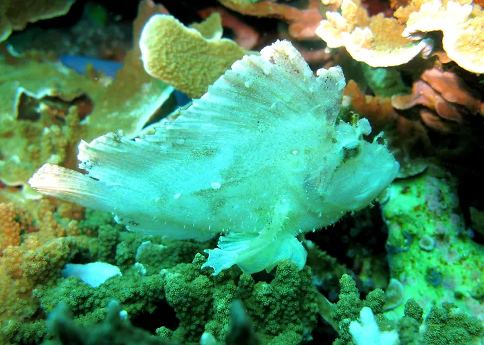 Quo Vadis Dive Resort 3*